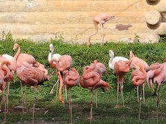 -哈尔滨北方森林动物园