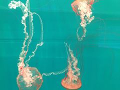 -多彩贵州城极地海洋世界