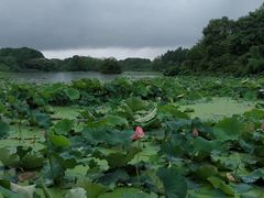 -艾溪湖湿地公园