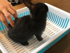-藦茜花园宠物主题亲子互动体验馆(国顺东路店)