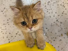 -柚子猫舍·精品猫舍购猫·猫咪认养·购宠·宠物店