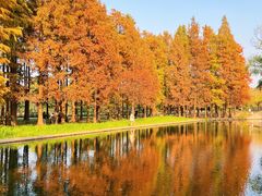 -上海共青森林公园