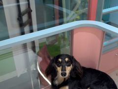 -FAELING PETS美天灵宠物(合生汇店)