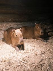 -Zoolung Zoolung动物主题公园(海信广场店)