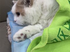 -万博宠物医院·手术·诊疗(未央凤城五路店)