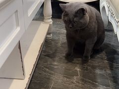 -宠爱国际动物医院· 猫科· 外科·中兽医(长白店)