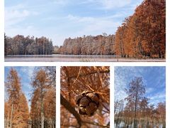 -池杉湖湿地公园