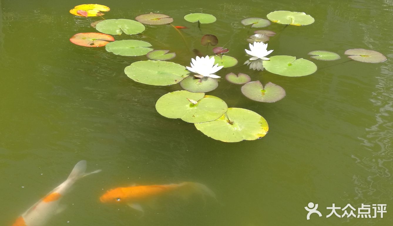 锦鲤与莲