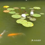 锦鲤与莲