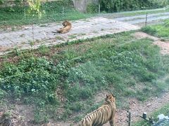 -深圳野生动物园