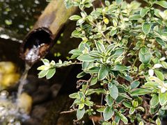 -鱼桥巷·美学川菜