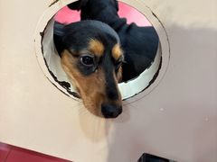 -和它·交个朋友·狗咖猫咖(爱琴海店)