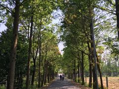 -上海长兴岛郊野公园