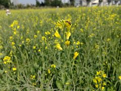 -光明小镇欢乐田园