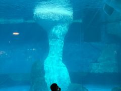 -海合安武汉极地海洋公园