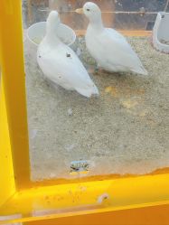 -神奇动物撸宠馆·羊驼·小浣熊·异宠(豫园店)