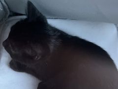 -芭比堂动物医院广州顽皮分院