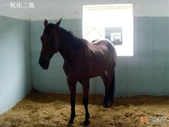 -松声马术俱乐部