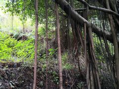 -大渡口区义渡公园