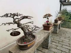 -上海醉白池公园
