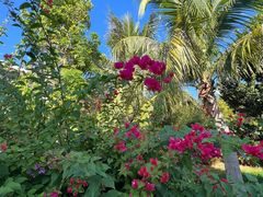 -亚龙湾国际玫瑰谷