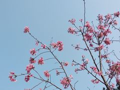 -狐尾山公园