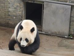 -都江堰中华大熊猫苑