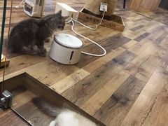 -袖虎·猫馆(体育西路店)