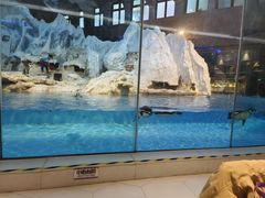 -帝企鹅自助餐厅•儿童岛•真企鹅(长隆企鹅酒店)