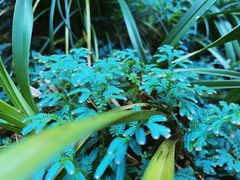 -深圳仙湖植物园