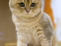 -柴迷FANS CLUB·柴犬狗咖·猫咖