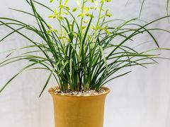 -上海辰山植物园