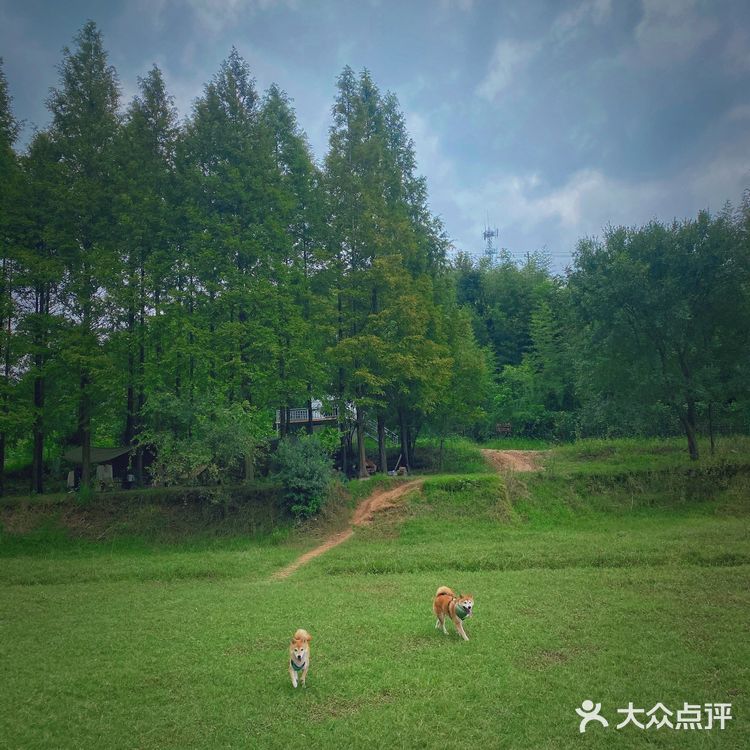 湖州安吉小杭坑营地｜可以带着狗狗🐶去的露营⛺地️