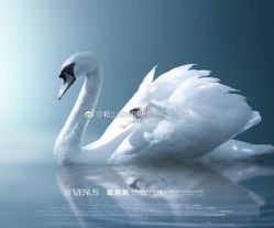 点击看大图 -维纳斯婚纱摄影(鞍山店)