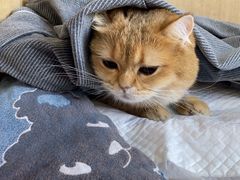 -北京观赏动物医院·24小时大型综合·猫专科·异宠专科