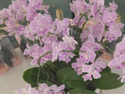 -雅曼妮spa美容养生