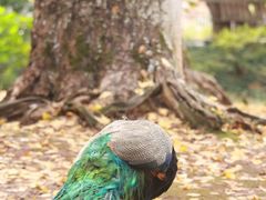 -华雅花园大酒店