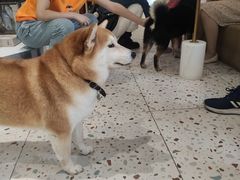 -柴务处·柴犬主题狗咖