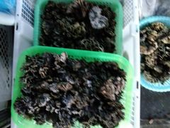 -双喜农庄·菌香园(安居家园店)