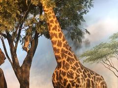 -陕西自然博物馆