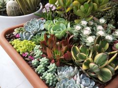 -三圣花乡旅游区