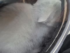 -全心全意连锁动物医院·微创中心·内科急重症·心脏专科(丰管路店)