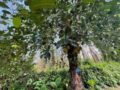 -中国科学院西双版纳热带植物园