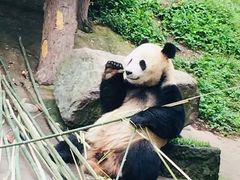 -都江堰中华大熊猫苑