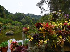 -深圳仙湖植物园