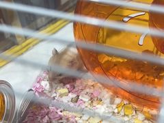 -FAELING PETS美天灵宠物(合生汇店)