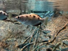 -上海海洋水族馆