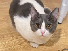 -Cappucimeow猫咪咖啡馆(韦伯时代店)
