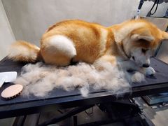 -PETKIT 小佩宠物·低压洗护·美容·寄养(安远店)