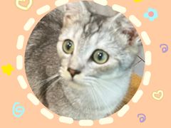-楼上猫咖(罗湖店)